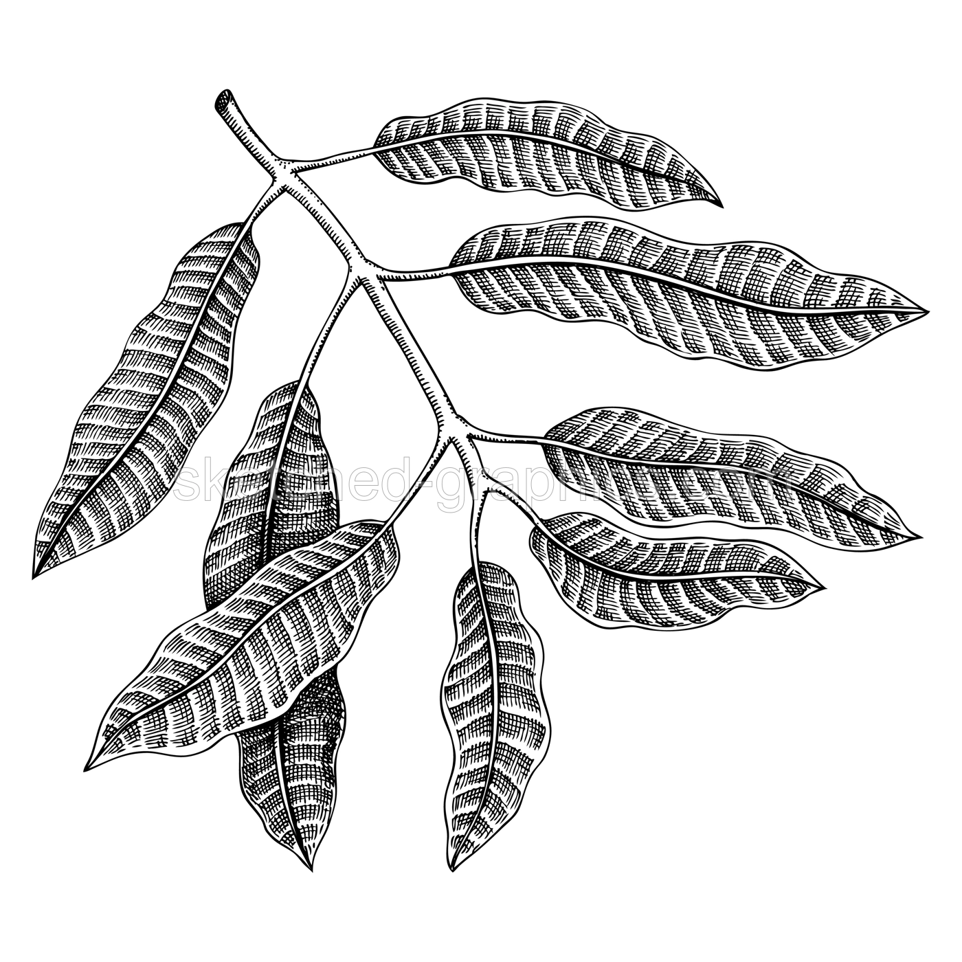 Hand drawn mango leaves sketch. Tropical fruit vector illustration isolated on white background. Exotic plant branch with leaves in engraved style. Botanical drawing for label design, juice packaging, Illustration